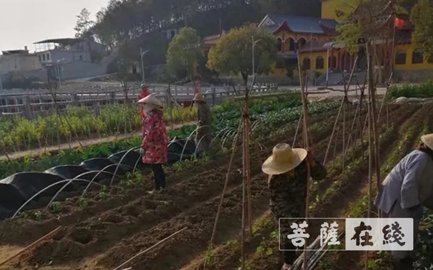 「佛教」抢抓农时,自力更生,湖北各寺掀起春耕生产热潮 「佛教」抢抓农时,自力更生,湖北各寺掀起春耕生产热潮