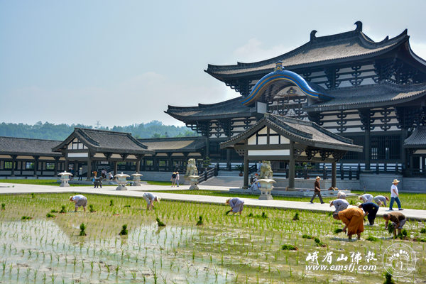 「峨眉山」四川峨眉山柳江光明寺开展农禅并重活动