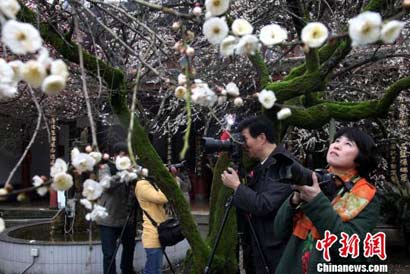 「佛教」福州林阳寺梅花怒放 方丈释修达法师遍种500多株梅花