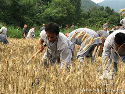 「佛教」少林寺僧人收麦忙 洋弟子挥镰有模有样
