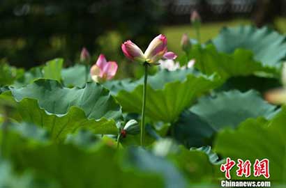 「并蒂莲」佛门瑞相！罕见“并蒂莲”再度花开国恩寺(图)