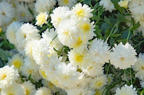 「清明节」今日清明节，慎终追远，孝亲报恩！
