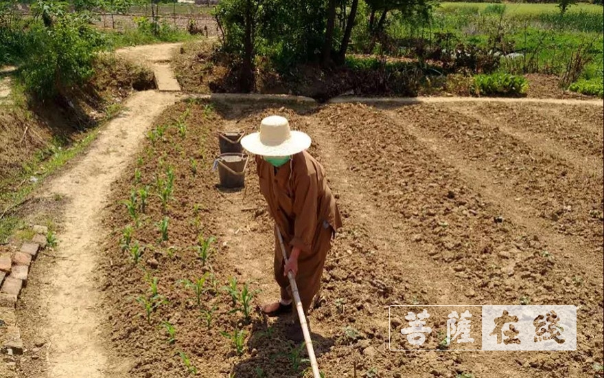 「佛教」抢抓农时,自力更生,湖北各寺掀起春耕生产热潮 「佛教」抢抓农时,自力更生,湖北各寺掀起春耕生产热潮