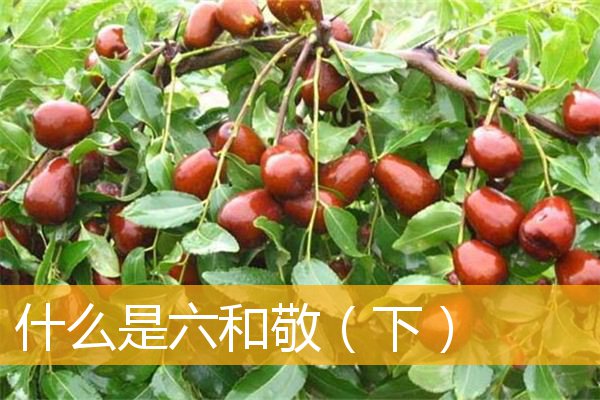 「佛教」什么是六和敬（下）