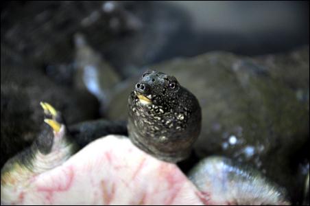 「文殊菩萨」浙江温州市妙果寺举行纪念文殊菩萨圣诞系列法会活动 「文殊菩萨」浙江温州市妙果寺举行纪念文殊菩萨圣诞系列法会活动