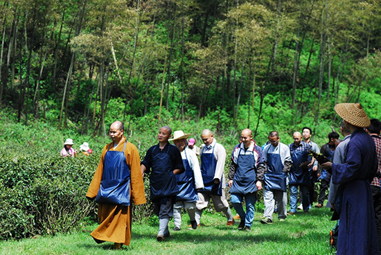 「云居山」江西云居山真如禅寺全体僧众出普坡采茶