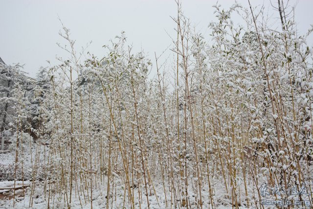 「佛教」佛教摄印－－大佛印雪