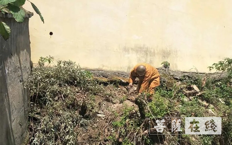 「佛教」抢抓农时,自力更生,湖北各寺掀起春耕生产热潮 「佛教」抢抓农时,自力更生,湖北各寺掀起春耕生产热潮