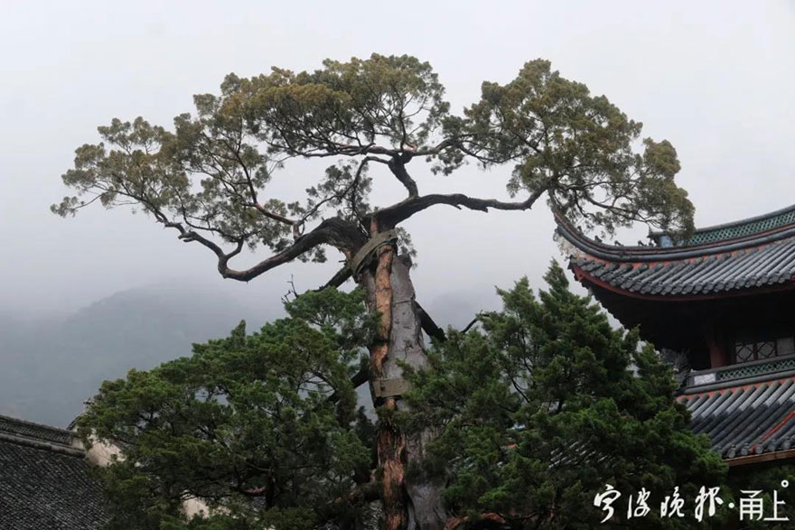 「天童寺」宁波天童寺1260岁唐柏经救治后复荣