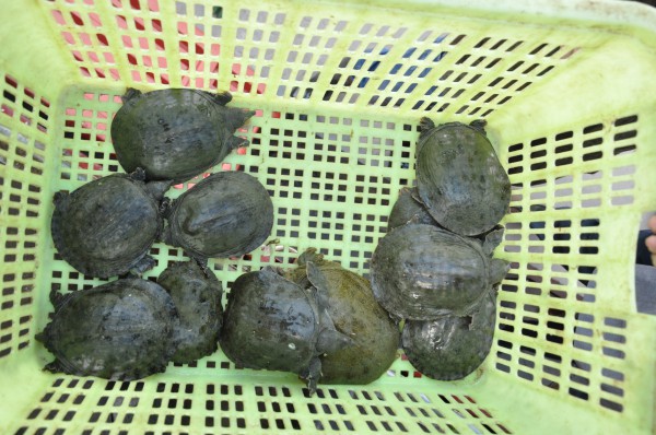 「放生功德」2014年5月4日山西广灵极乐寺放生活动在蔚县水库举行 「放生功德」2014年5月4日山西广灵极乐寺放生活动在蔚县水库举行