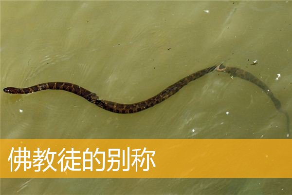 「佛教」佛教徒的别称