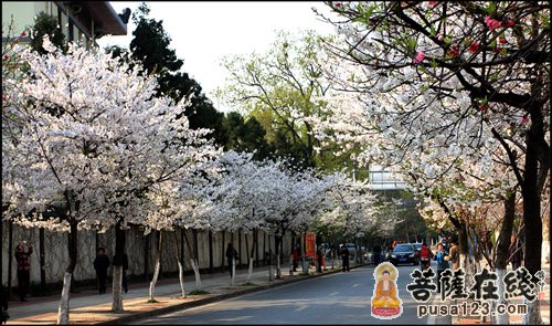 「樱花」春暖花开 江苏南京鸡鸣寺路上的“消息树”开花了