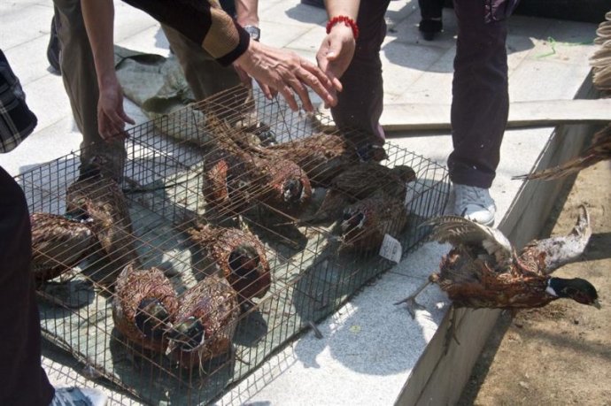 「红安」武汉归元护生群联合红安天台寺举行大型放生法会 「红安」武汉归元护生群联合红安天台寺举行大型放生法会