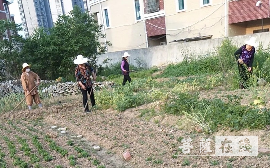 「佛教」抢抓农时,自力更生,湖北各寺掀起春耕生产热潮 「佛教」抢抓农时,自力更生,湖北各寺掀起春耕生产热潮