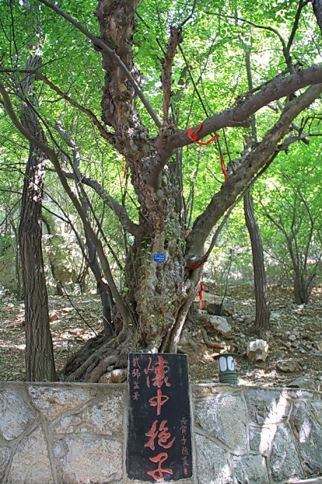 朝聖之旅之鲁南名刹鈥斺斣孀嗵此