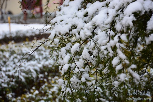 「佛教」佛教摄印－－大佛印雪
