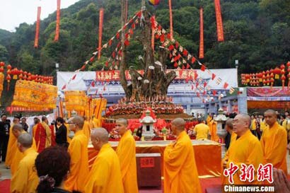 「菩提树」斯里兰卡佛学院赠送广东佛冈观音山菩提树 2600年前为佛陀亲手栽种