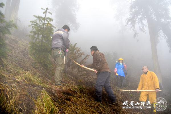 「峨眉山」四川峨眉山大佛禅院僧众为名山植树添绿
