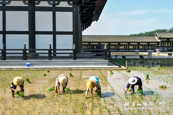 「峨眉山」四川峨眉山柳江光明寺开展农禅并重活动