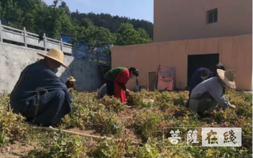 「佛教」抢抓农时,自力更生,湖北各寺掀起春耕生产热潮 「佛教」抢抓农时,自力更生,湖北各寺掀起春耕生产热潮