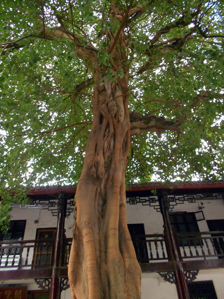 「南华寺」水月清梅：曹溪南华寺撷影