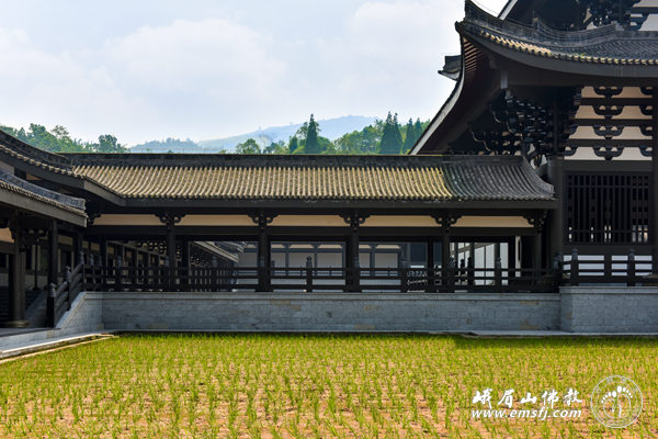 「峨眉山」四川峨眉山柳江光明寺开展农禅并重活动