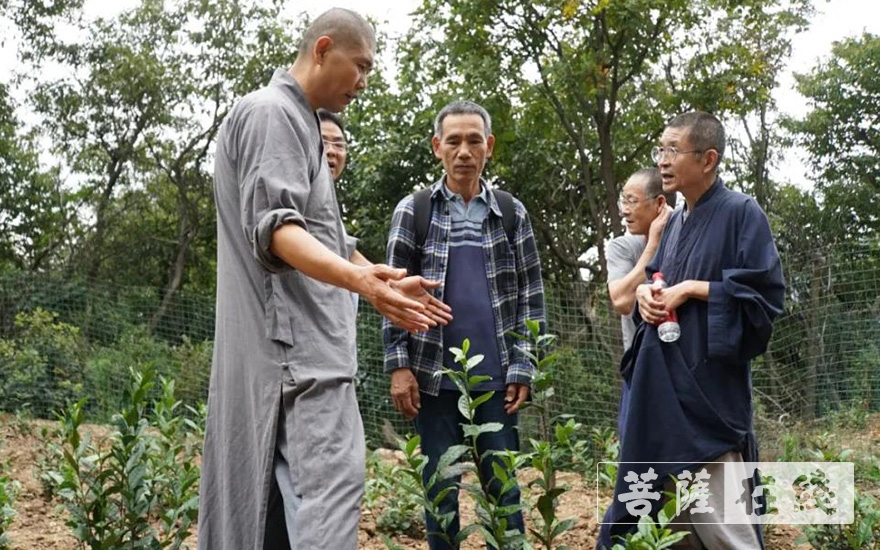 「文化」嵩山少林寺圆满举办禅茶文化交流会