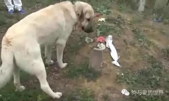 「狗」男子为父上坟见有只狗狗趴在坟头 走近一看当场泪奔