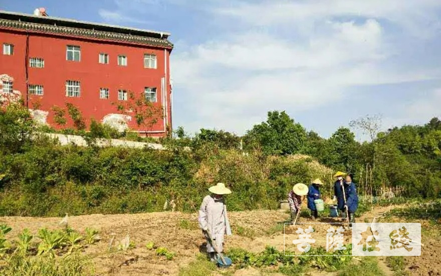 「佛教」抢抓农时,自力更生,湖北各寺掀起春耕生产热潮 「佛教」抢抓农时,自力更生,湖北各寺掀起春耕生产热潮