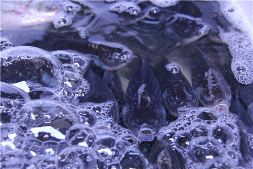 「观音」福建厦门石室禅院、梵天禅寺举行观音成道日拜千佛祈福吉祥法会