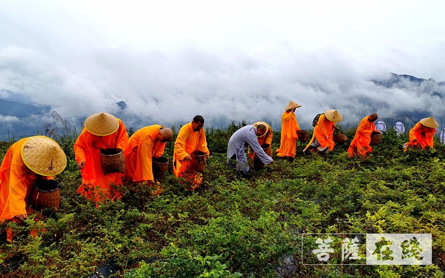 「佛教」张家界佛教协会举办首届佛教农禅文化节