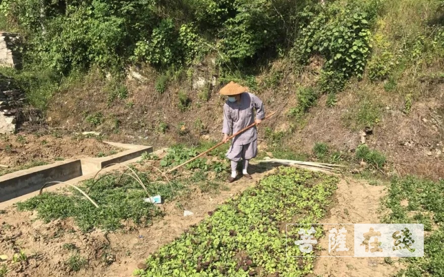 「佛教」抢抓农时,自力更生,湖北各寺掀起春耕生产热潮 「佛教」抢抓农时,自力更生,湖北各寺掀起春耕生产热潮