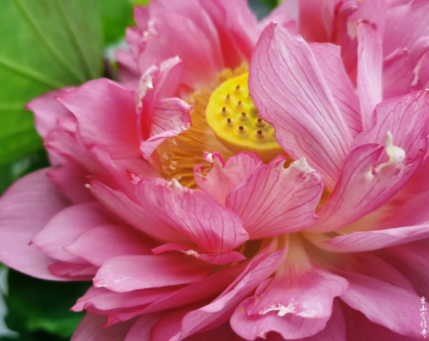 「莲花」曹山赏莲：看取莲花净，应知不染心