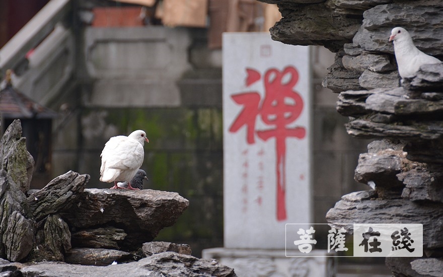 「佛教」北京立法禁止擅自放生,佛教徒应避免善心结恶果 「佛教」北京立法禁止擅自放生,佛教徒应避免善心结恶果