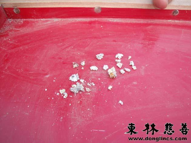 「佛教」莲开的芬芳 当下神奇度众生