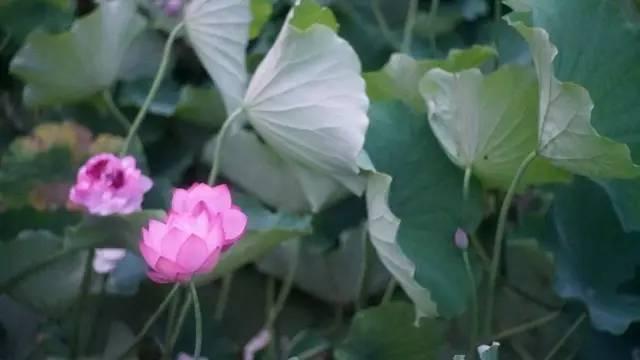 「当阳」当阳玉泉禅寺第一期禅修营圆满 千瓣宝莲绽放