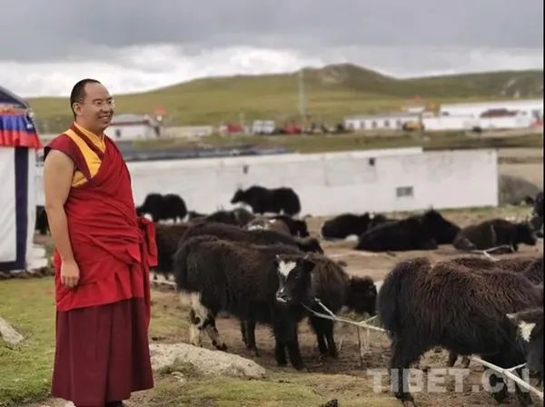 「班禅喇嘛」班禅重返故乡那曲:体察藏北民情 关注牧区生态 「班禅喇嘛」班禅重返故乡那曲:体察藏北民情 关注牧区生态