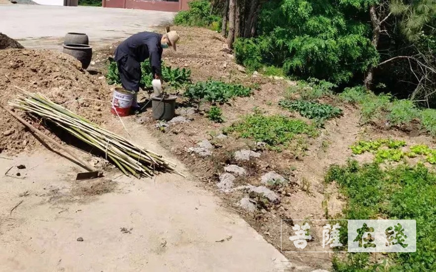 「佛教」抢抓农时,自力更生,湖北各寺掀起春耕生产热潮 「佛教」抢抓农时,自力更生,湖北各寺掀起春耕生产热潮