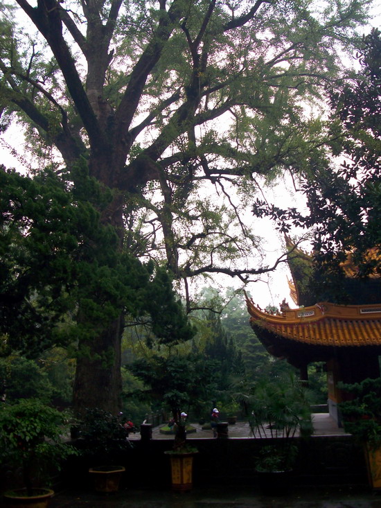 「法雨寺」法雨寺和梵音洞撷影