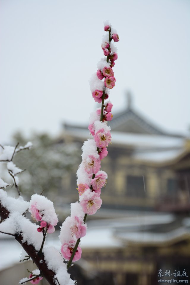 「佛教」佛教摄印－－大佛印雪
