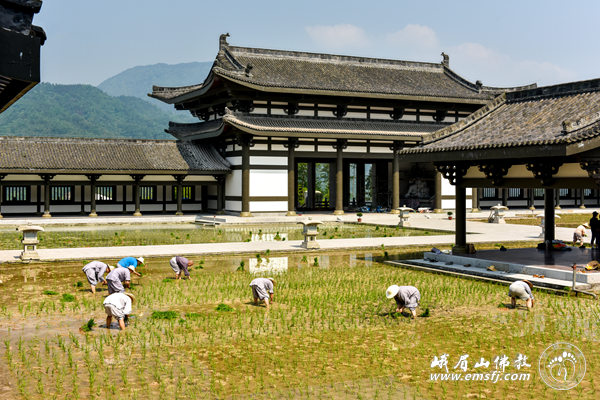 「峨眉山」四川峨眉山柳江光明寺开展农禅并重活动