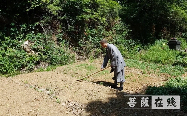 「佛教」传承农禅家风 湖北各寺不负农时春耕忙 「佛教」传承农禅家风 湖北各寺不负农时春耕忙