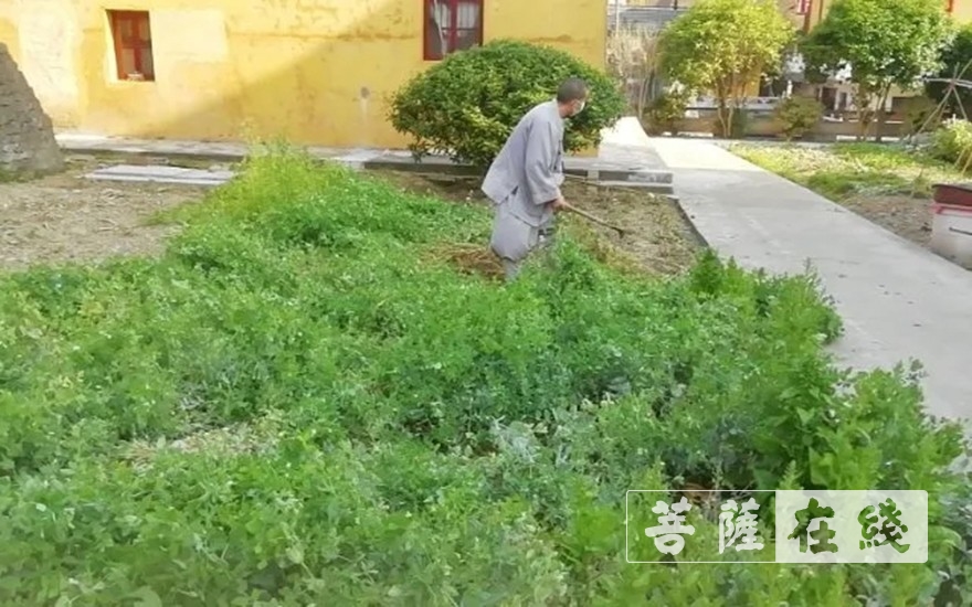 「佛教」抢抓农时,自力更生,湖北各寺掀起春耕生产热潮 「佛教」抢抓农时,自力更生,湖北各寺掀起春耕生产热潮