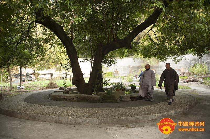 「佛教」南华禅寺丁酉年冬季禅七纪实