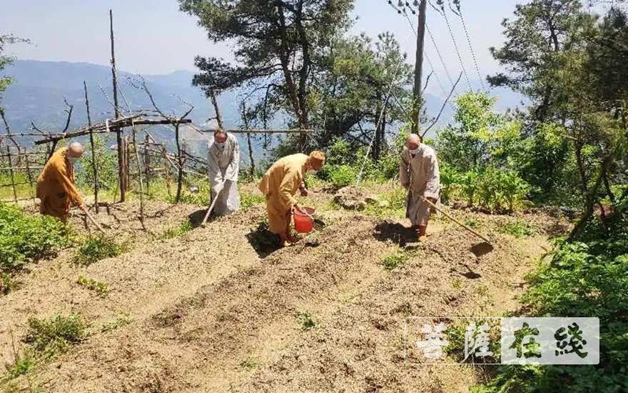「佛教」抢抓农时,自力更生,湖北各寺掀起春耕生产热潮 「佛教」抢抓农时,自力更生,湖北各寺掀起春耕生产热潮