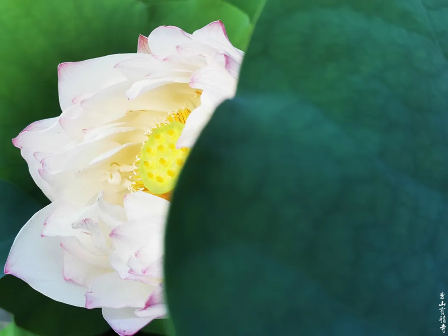 「莲花」曹山赏莲：看取莲花净，应知不染心