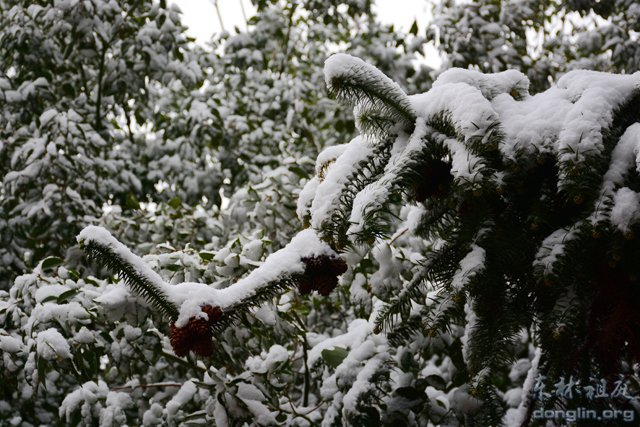 「佛教」佛教摄印－－大佛印雪