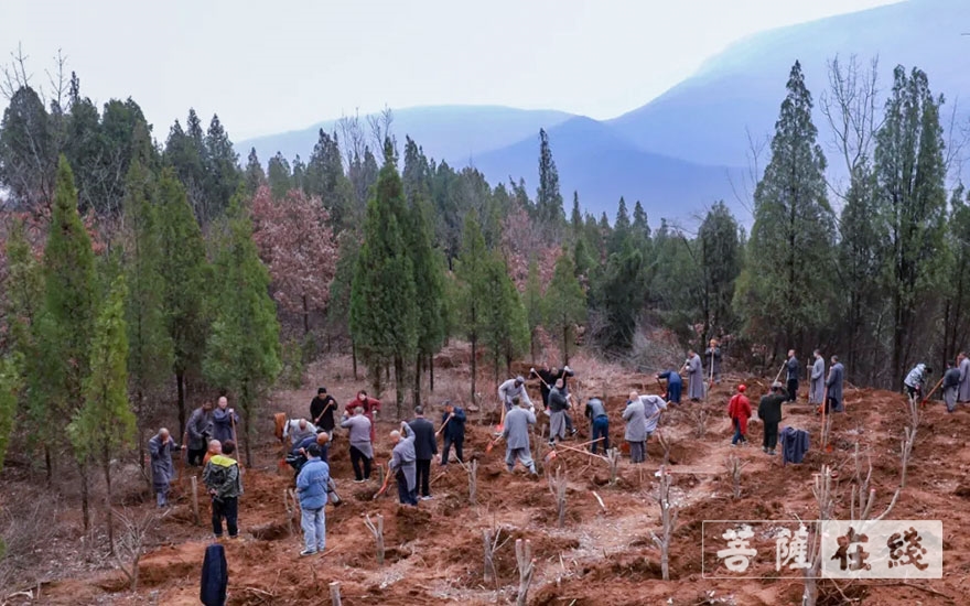 「佛教」永信法师带领少林寺僧众出坡植树 发扬佛教农禅并重传统