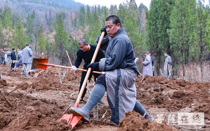 「佛教」永信法师带领少林寺僧众出坡植树 发扬佛教农禅并重传统
