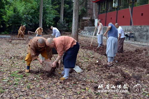 「报国寺」四川峨眉山报国寺僧众出坡劳动，躬行实践普贤菩萨愿行